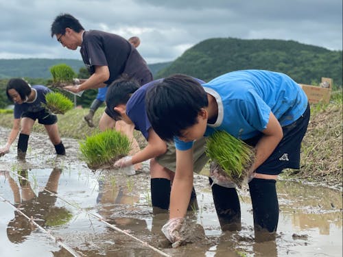 関係人口米づくりツアー