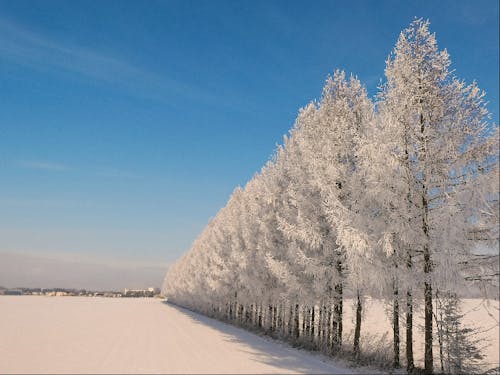 真冬には樹氷が見えることがあります。