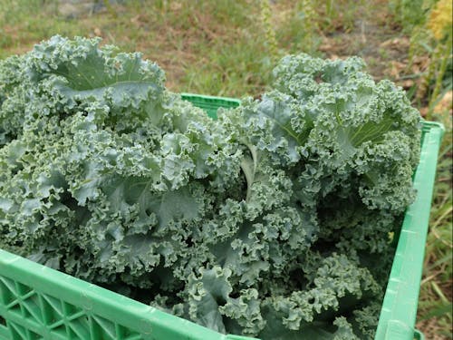 栄養価の高さから近年注目されているケールの栽培にも力を入れています。