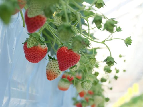 米や果樹栽培も盛んです。自然栽培など、こだわりの農家さんが多い。