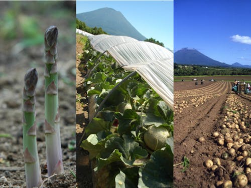 安心安全なニセコ野菜