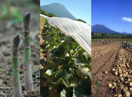 安心安全なニセコ野菜