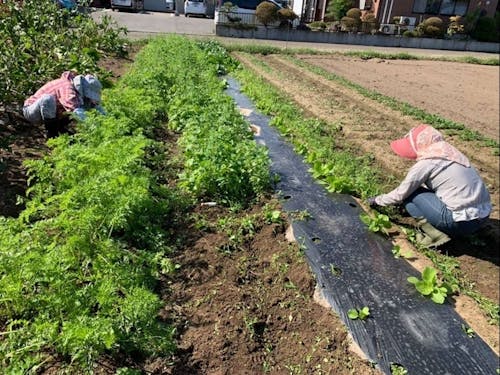 畑の草取り(地域の方のお手伝い)
