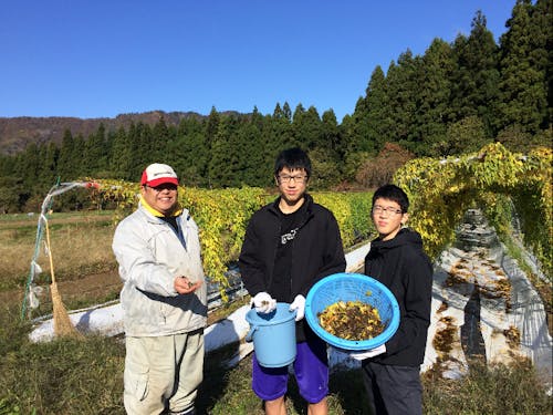 自然薯のむかごを農家さんからいただき、ジェラートにしました