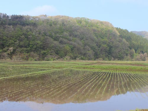 水田を潤す山からの水