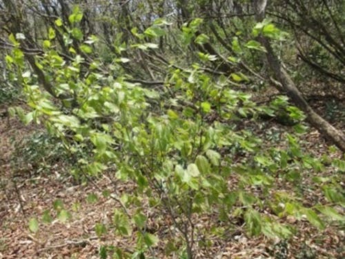 人間の背丈ほどのブナ