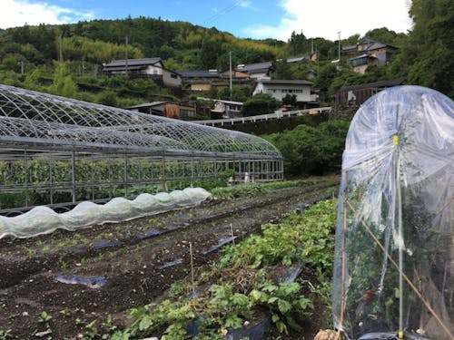 畑から集落を望む