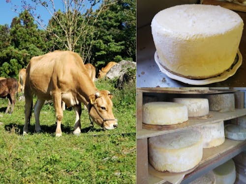 ジャージー牛を飼って、取れたミルクでチーズを作っています。