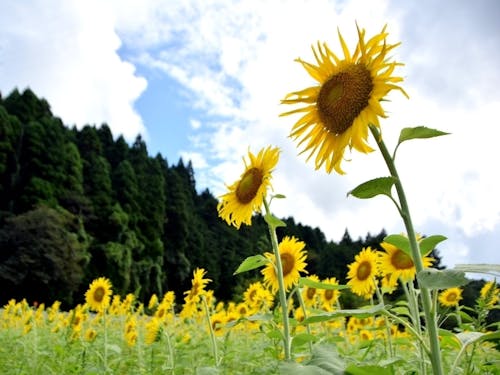 ひまわり畑