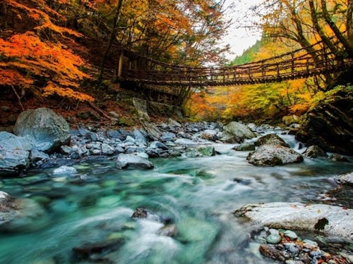 奥祖谷のかずら橋