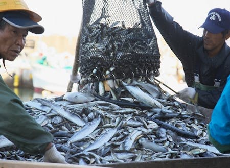 水産部門は漁業協同組合から学びます