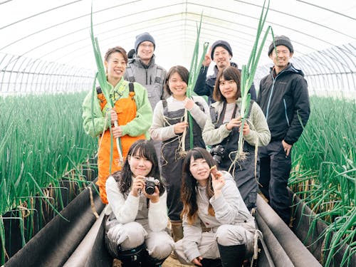 軟白ねぎの収穫体験