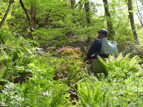 都内高級旅館や料理店をお客様にもつ山菜名人も後継者を求めています