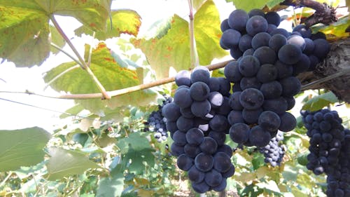 生食用ぶどう栽培の様子