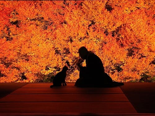 豊岡市のおすすめスポット!秋に見頃の色鮮やかなドウダンツツジ