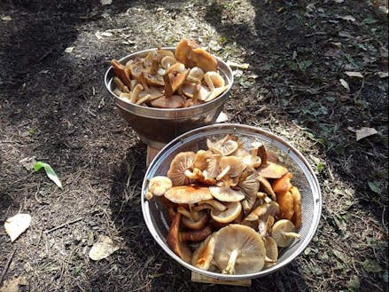 山に入ることは日常