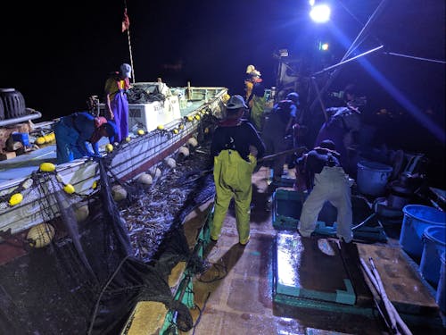 定置網漁の風景