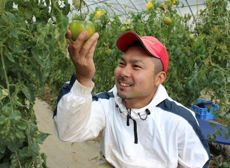 先輩移住者 與田十也さん(倉敷市出身 トマト農家)