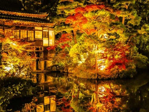 ミシュラン1つ星の神社の紅葉ライトアップ。桜も名所です