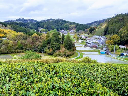 大和茶の産地「田原」には美しい茶山が広がります