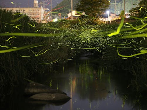 きれいな川で蛍の観察も!