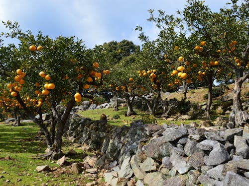 収穫時期(4月頃)
