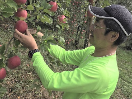 りんご農家の塙さん