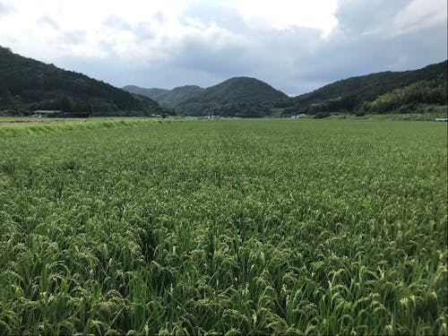 株式会社南張農産が管理している圃場です