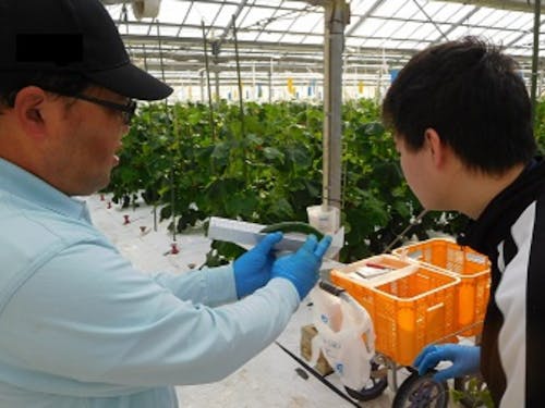 農業体験の様子