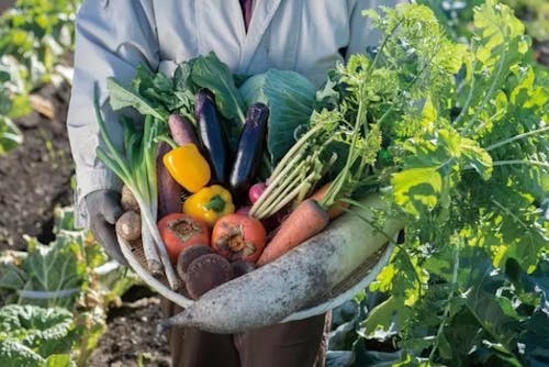 農業は自給自足とビジネスの観点から現代における安定した魅力ある職業の１つです。