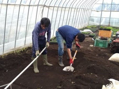 協力隊活動の様子。踏み込み温床づくり。発酵熱で苗を育てます。