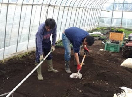 協力隊活動の様子。踏み込み温床づくり。発酵熱で苗を育てます。