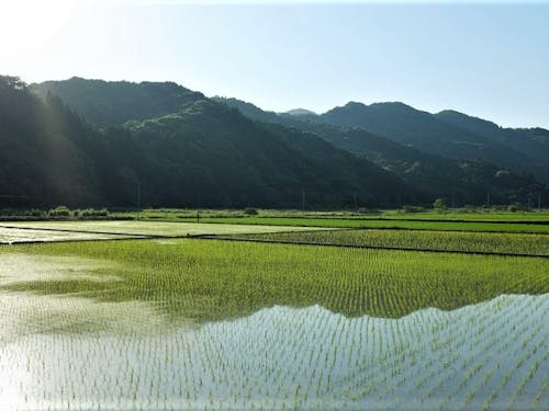 河浦町の田園風景