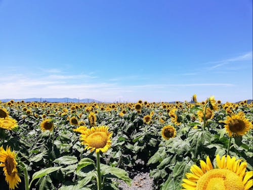 市内のひまわり畑の様子