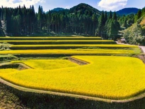 幸田の棚田(日本棚田百選)湧水米美味しいですよ!