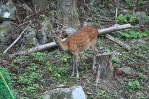 野生のシカ