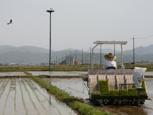 田んぼとコウノトリ。自然も豊かなまちです