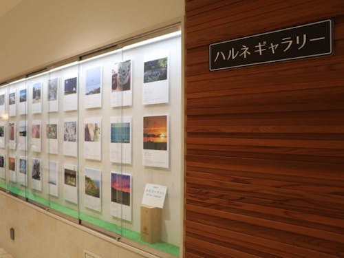 展示場所「ハルネギャラリー」
