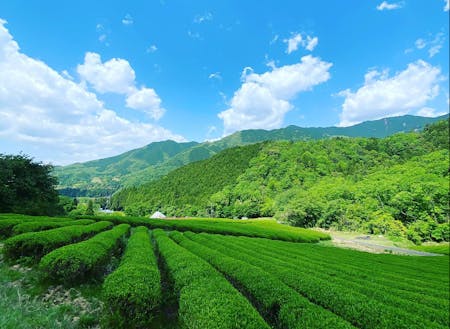 野村さんが引き継いだ仙霊茶の美しい茶畑の様子