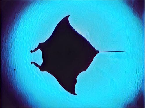 石垣島と言えばマンタ