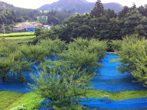 収穫用のネットを張った梅園