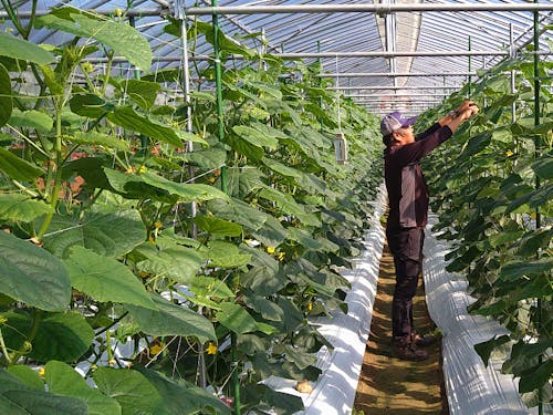 専用ハウスでしっかり習得!