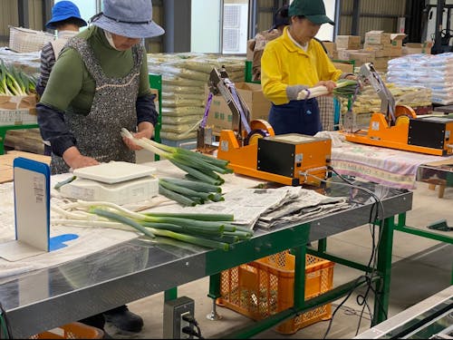 出荷に向けたお母さんたちの作業