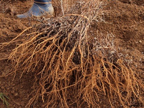 収穫したミシマサイコ。根が生薬になります。