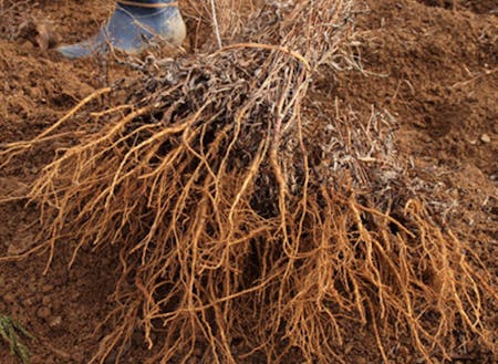 収穫したミシマサイコ。根が生薬になります。