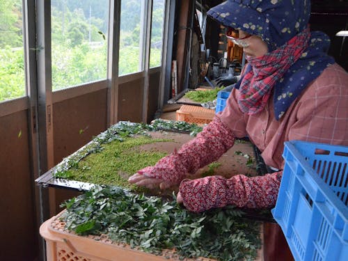ぶどう山椒の青実は、特に香りがさわやかで味もすっきりしています。