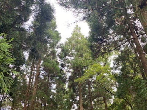 ログハウスの裏にある杉林