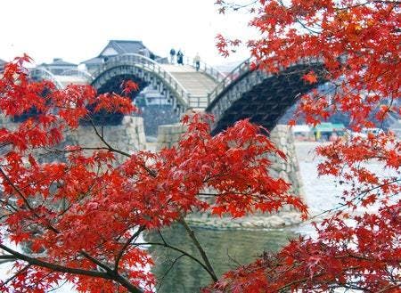 岩国市：秋が深まると、錦帯橋と紅葉のコラボも素敵です！