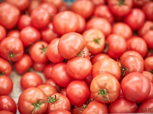 高糖度トマトのブランド「シュガートマト」の生産が盛んです!