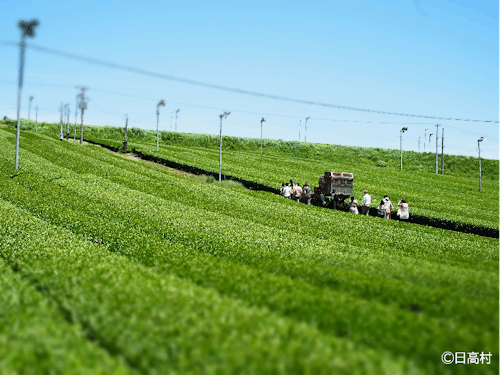 中四国最大級の霧山茶園で一緒にお茶産業を盛り上げましょう!